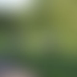 Year In Review: Boys Golf