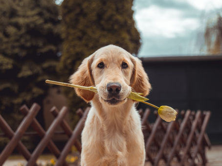 The Canine Good Citizenship Test