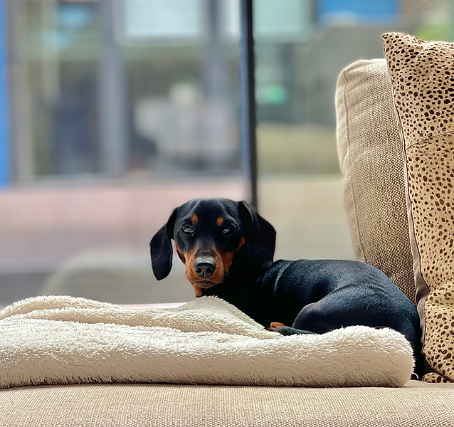 dachsund-bed-3.heic