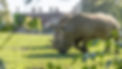 marwell-zoo-rhinos.jpeg