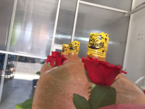 WhatsApp Image 2022-05-10 at 11.25.19 AM.jpeg