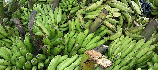 PLATANOS