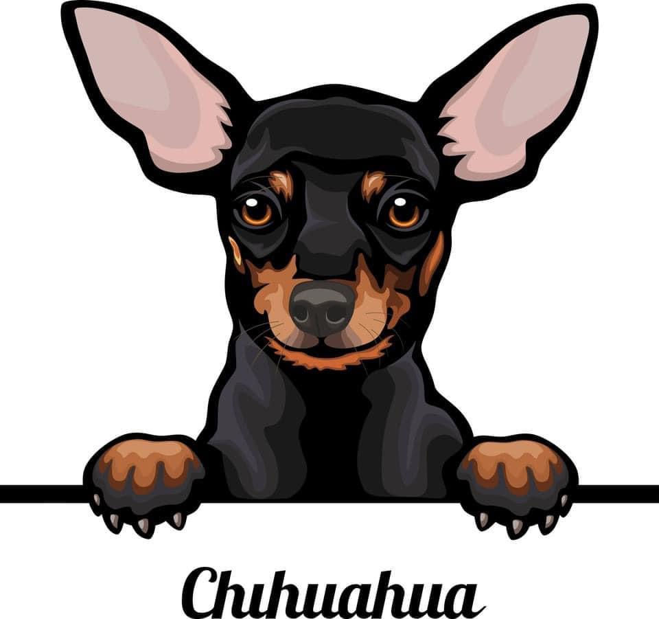Chihuahua Color Sticker