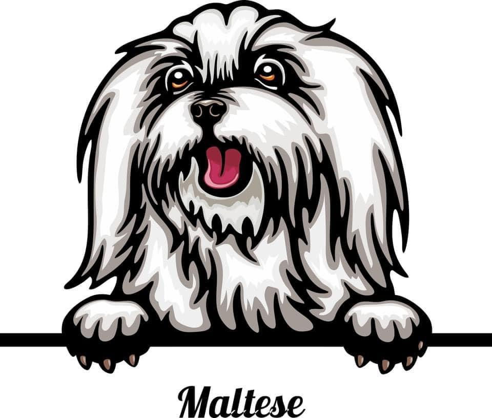 Maltese Color Sticker