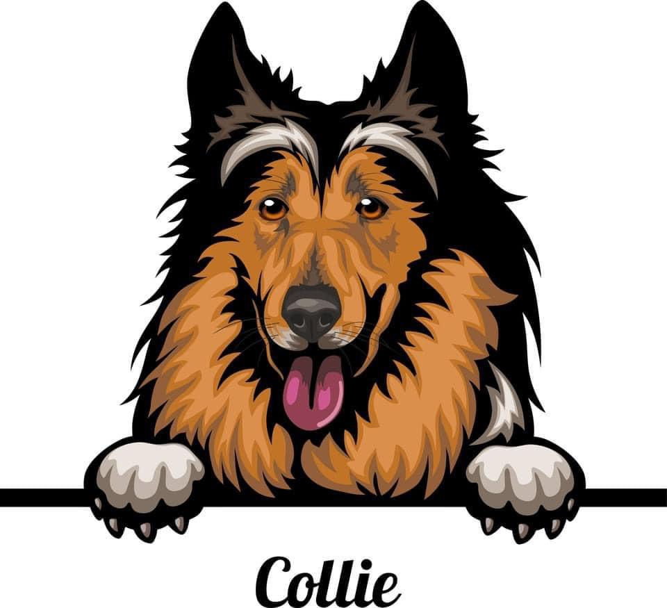Collie Sticker