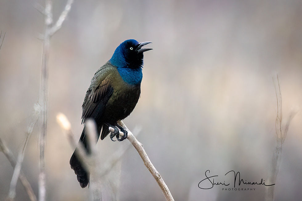 Common Grackle Singing, April 21, 2023
