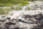 Roseate Spoonbill, January 23, 2023 - Cuba
