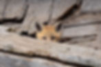 Fox Kit Peeking Out, April 28, 2024