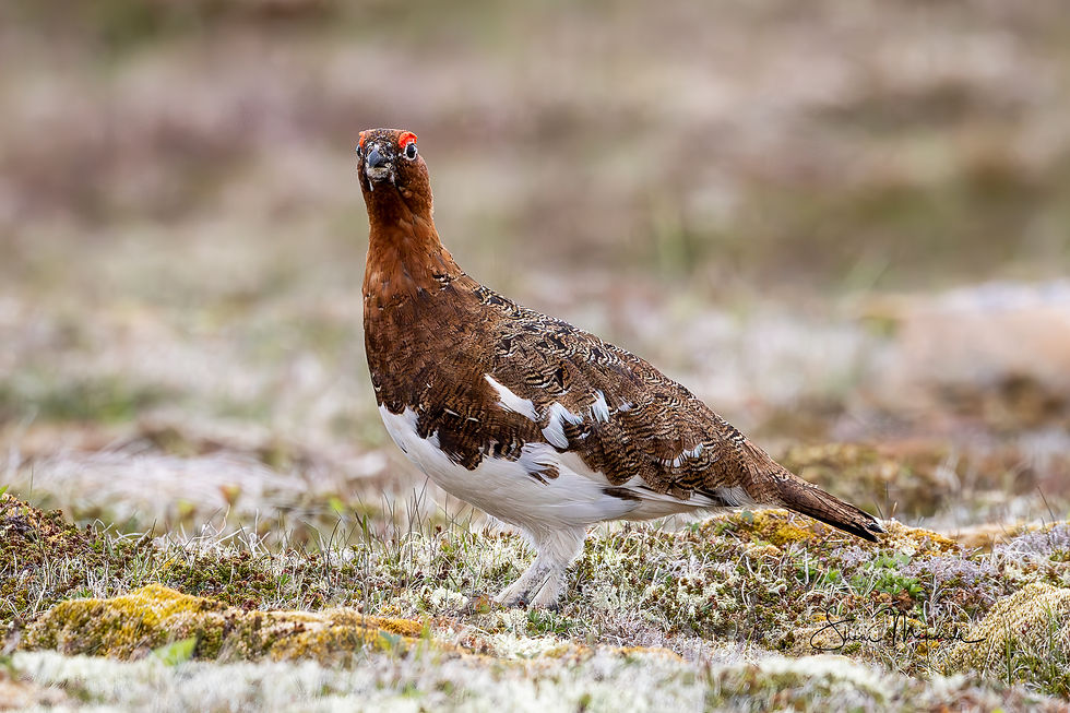 Willow Ptarmigan in Newfoundland, June 22, 2026-4