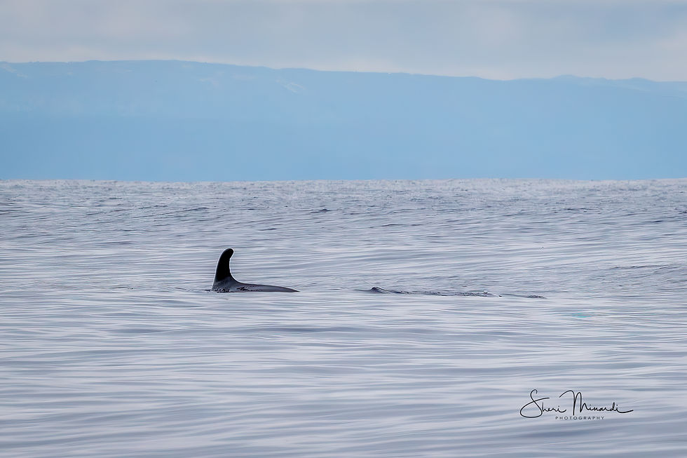 Minke Whale Surfacing, June 18, 2026