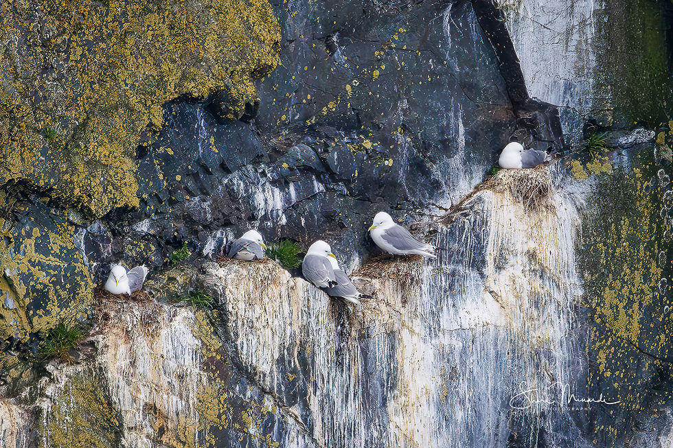 Black-legged Kittiwakes Nesting, June 19, 2026