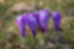 Purple Crocuses