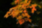 Autumn Maple Leaves, Oct. 1, 2022