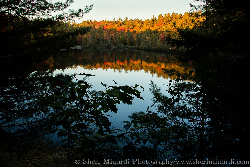 Autumn Relection