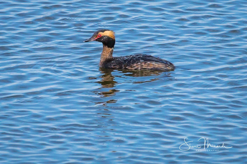 Horned Grebe 2017
