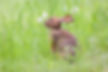 Rabbit in Grass June 2018 (1 of 2)