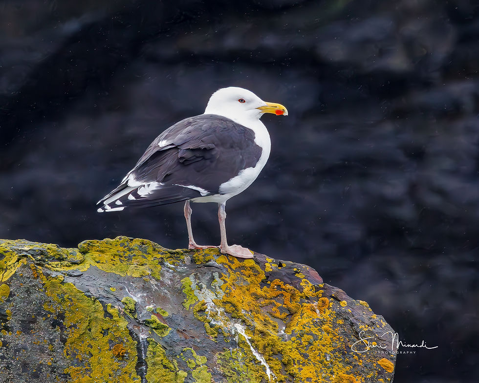 Black-backed Gull, June 17, 2026