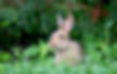 Rabbits in Twin Lakes Yard (5 of 10)