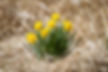 Daffodils in the Straw 2016