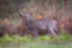 Eight Point Buck, September 24, 2024