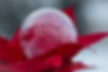 Poinsettia Bubble Dec