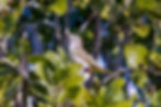 Palm Warbler, January 23, 2023 - Cuba
