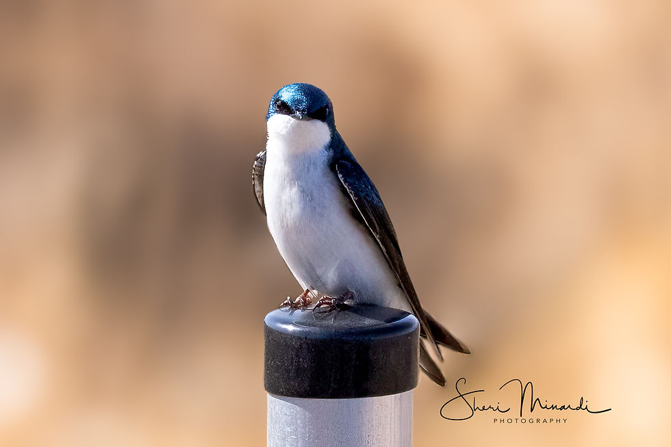Tree Swallow, April 16, 2024