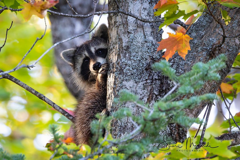 Peek-a-Boo Racoon, October 4, 2024