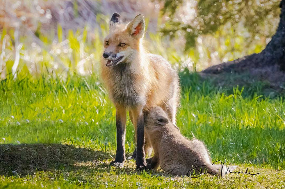 Nursing Fox Kit, May 14, 2023-Edit