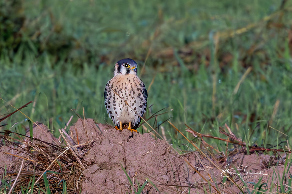 American Kestrel on Ground, Spetember 7, 2026 -Edit