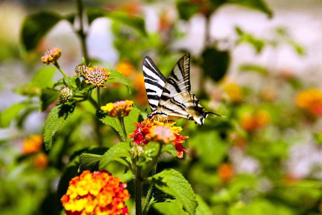 Borboleta no Monte do Álam