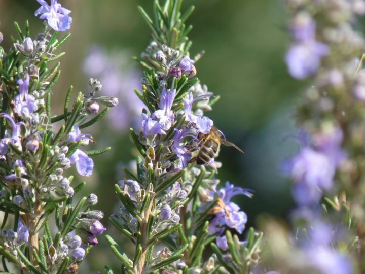 Alecrim na primavera