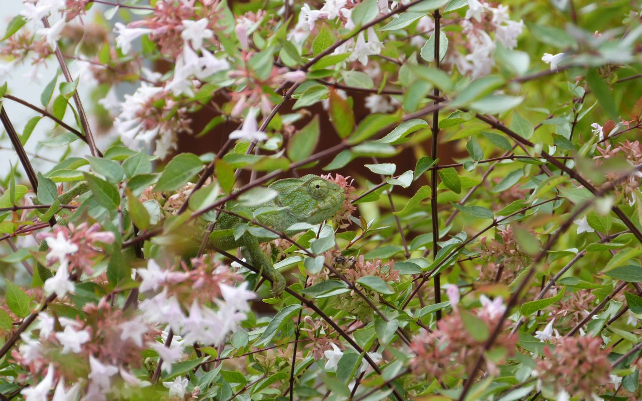Camaleão no Monte do Álamo
