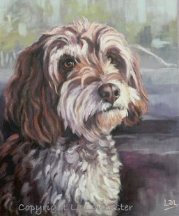 Cockerpoo Portrait