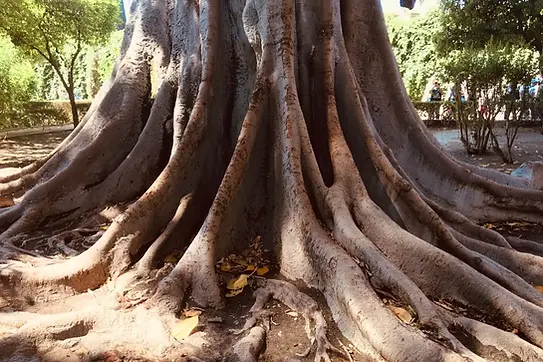 strong Roots for Therapy.webp