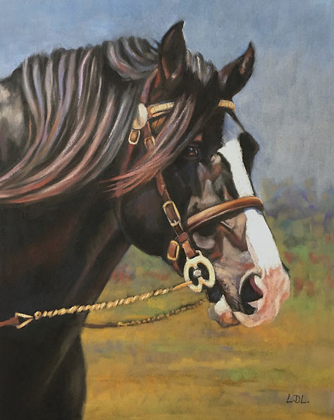 Black Welsh Cob Stallion in show bridle pastel painting