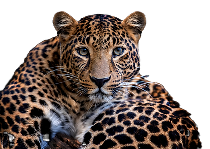 adult-leopard-portrait-animal-on-dark-ba