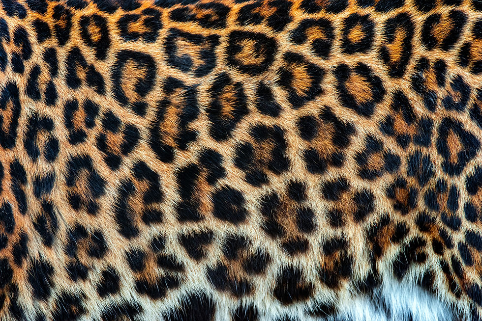 real-skin-texture-of-leopard-2025-03-25-00-12-06-utc.jpg