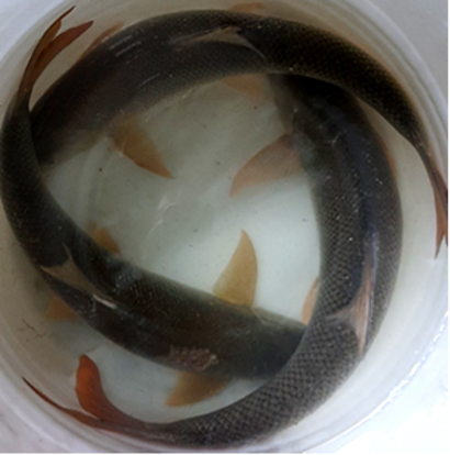 The importance of fish in monitoring biodiversity in river ecosystems