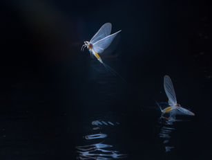 A mayfly on the Danube, emerging into breeding season