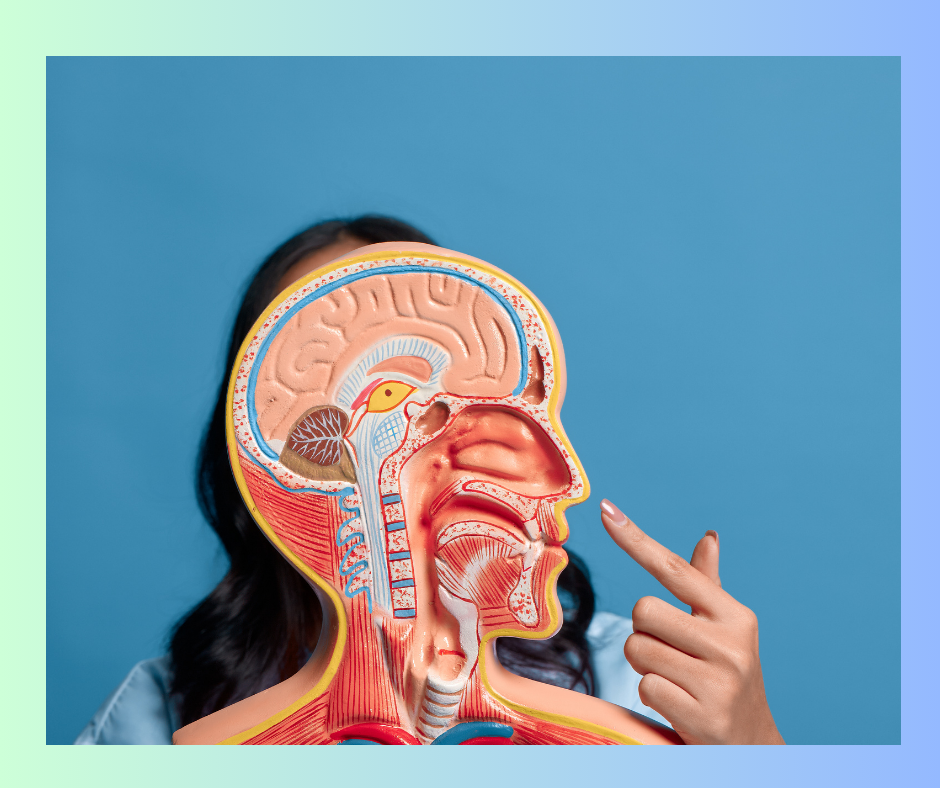 showing an image os anatomy of scalp and mouth and neck and a human behind the image.