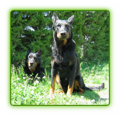 chien-beauceron-de-la-plaine-d-astree-16