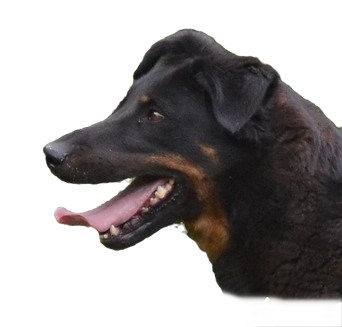 chien-beauceron-de-la-plaine-d-astree-4