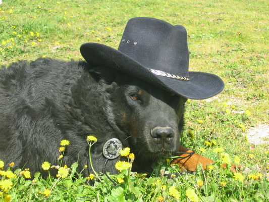 chien-beauceron-de-la-plaine-d-astree-1