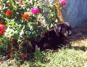 elevage de chiens beauceron, berger de beauce, bas-rouge, chiots noir/feu ou arlequin à vendre