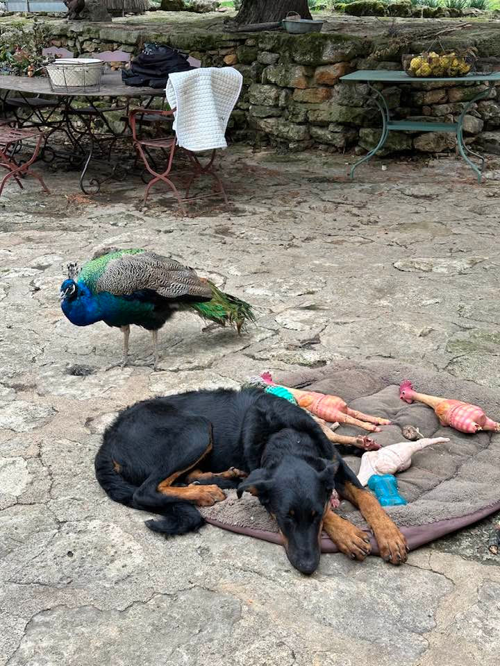 beauceron-berger-de-beauce-plaine-astree-111