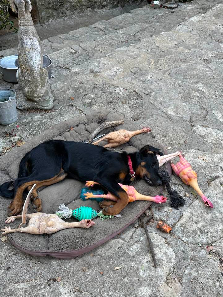 beauceron-berger-de-beauce-plaine-astree-122