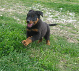 elevage de chiens beauceron, berger de beauce, bas-rouge, chiots noir/feu ou arlequin à vendre