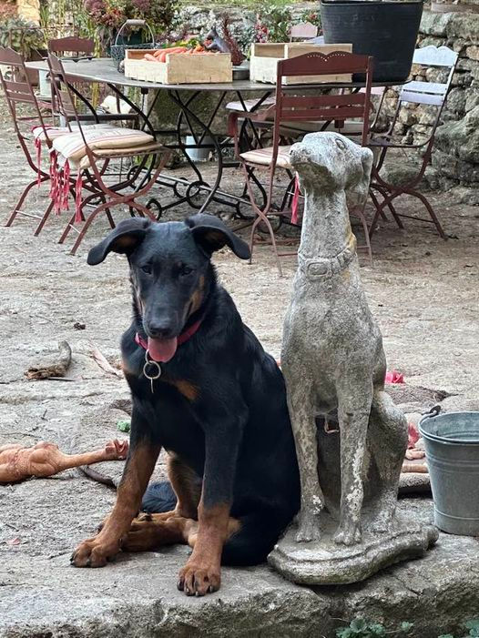 beauceron-berger-de-beauce-plaine-astree-125