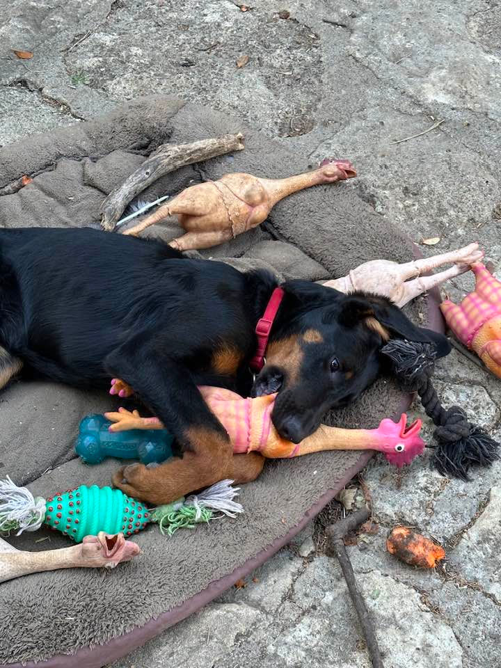 beauceron-berger-de-beauce-plaine-astree-123